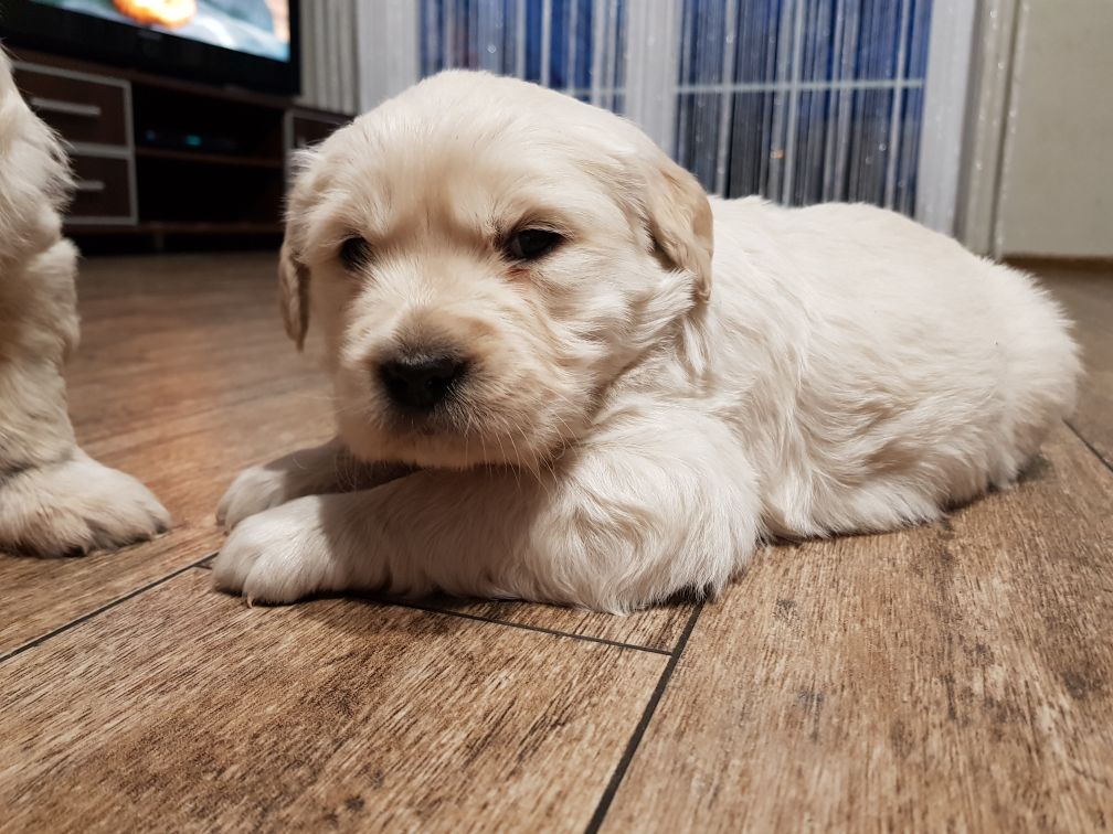 Golden retriever  szczeniaki  Niedługo do odbiou