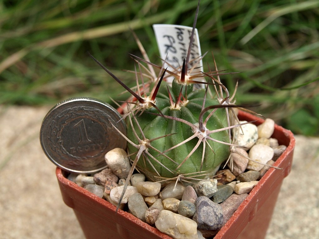 Lobivia horrida FR974