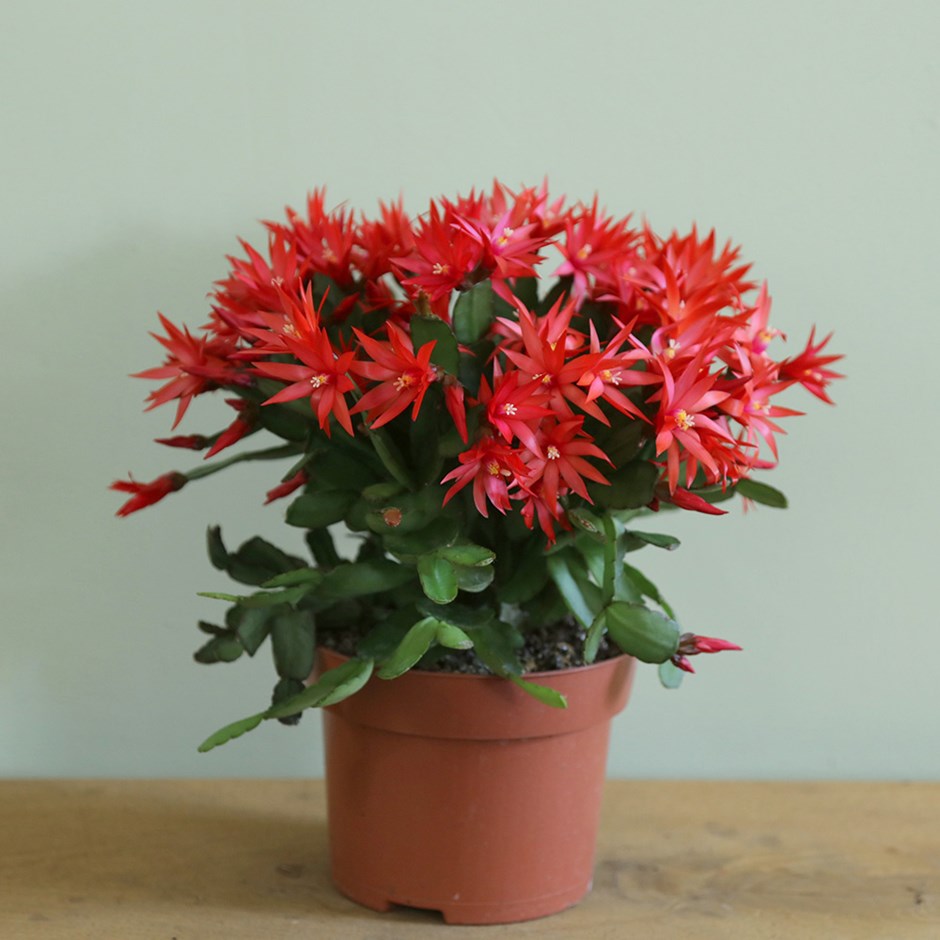 Rhipsalidopsis -wielkanocnik 'RED FIRE'