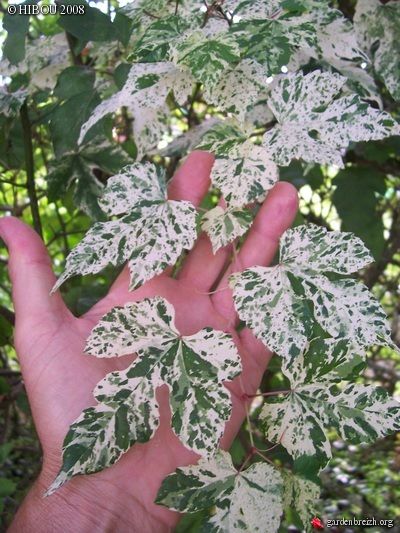 Ampelopsis glandulosa 'Elegans' Winnik zmienny XL!