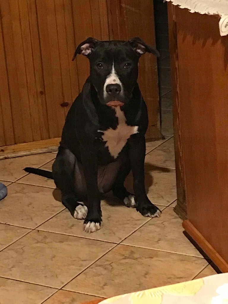 Pitbull suczka 8-o miesieczna