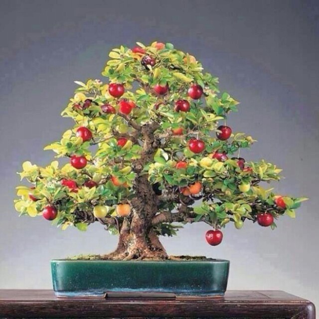 Wyjątkowe bonsai CZEREŚNIE - nasiona