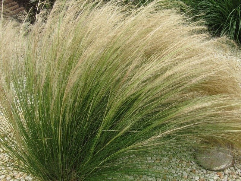 ostnica mocna stipa Pony Tails - Byliny Farm