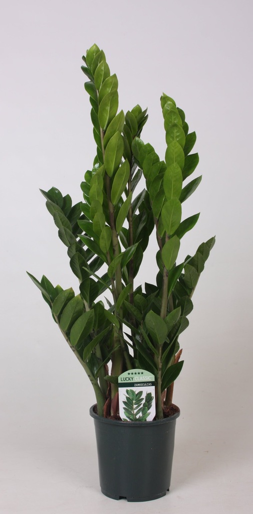 ZAMIOKULKAS ZAMIOLISTNY ZAMIOCULCAS 75 cm b.gęsty