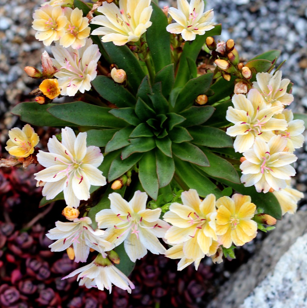 Unikatowa SKALNA lewizja LITTLE MANGO lewisia