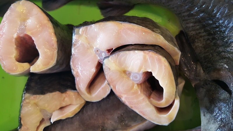 Jesiotr dzwonko świeży 1kg