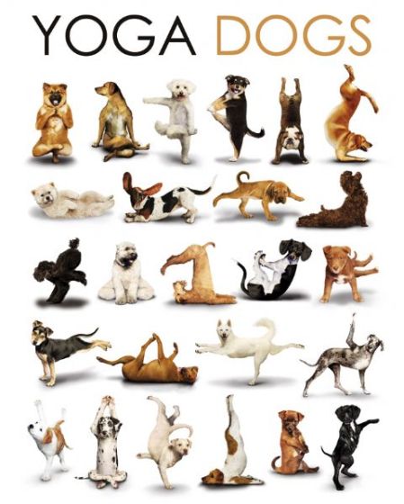 Pies Joga - Zabawne Figury - Psy - plakat 40x50 cm