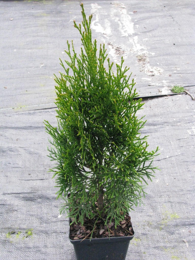 TUJA SZMARAGD 60-70 CM P-16 7ZŁ CZANIEC