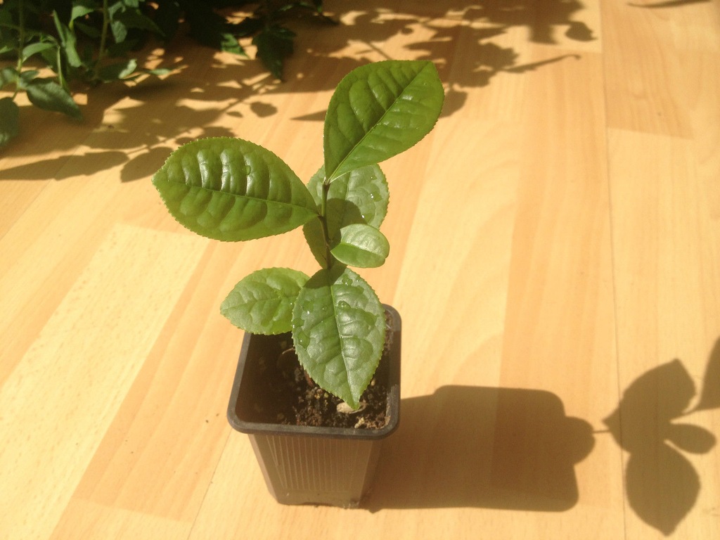 Herbata(Camellia sinensis) 3 SADZONKI