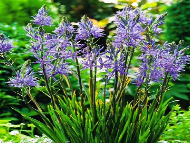 CAMASSIA KAMASJA NIEBIESKA 1 SZT +GRATIS OKAZJA *B