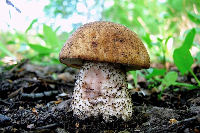 Koźlarz różowiejący - Micelium, Grzybnia 500g!