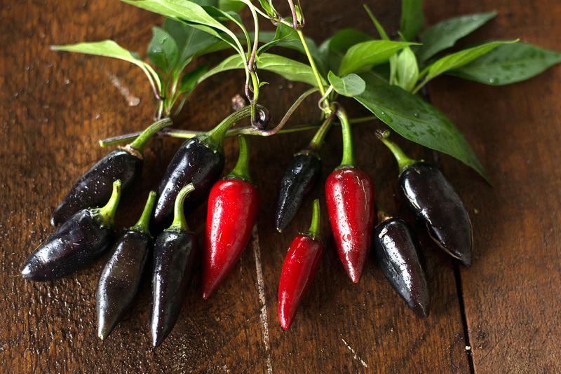 PAPRYKA-CHILI-BLACK HUNGARIAN-czarna typu jalapeno
