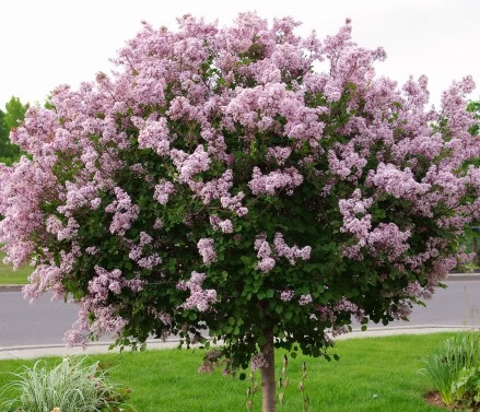 Kwitnie całe lato____Lilak Pink Perfume na pniu