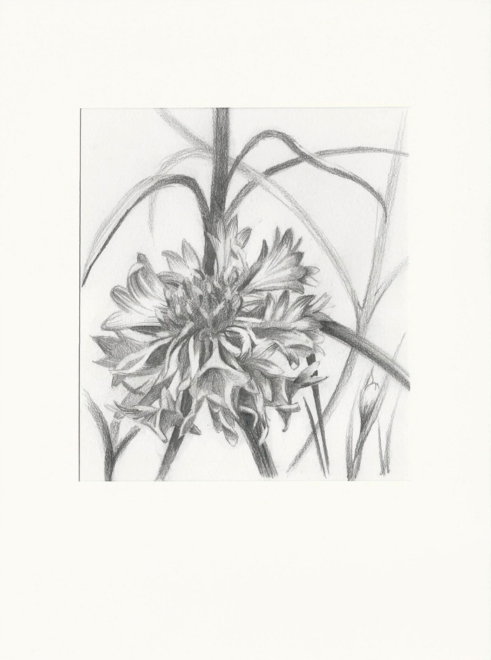 Kwiaty - "Chaber" - rysunek 12x13,5cm
