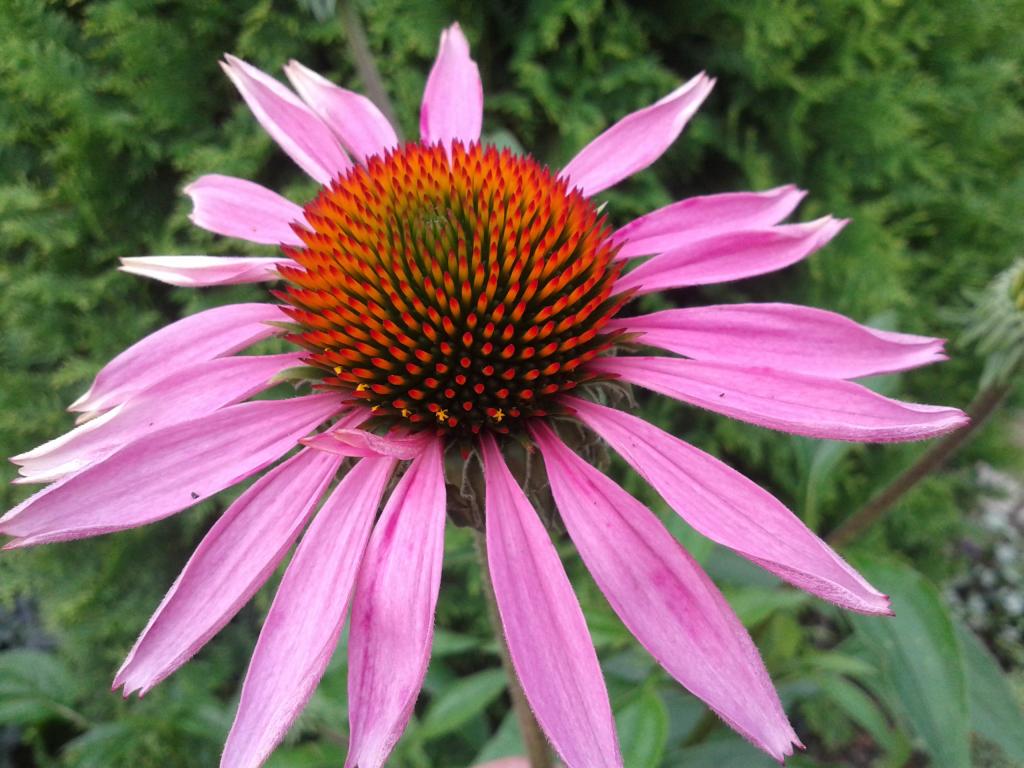 Jeżówka Echinacea purpurowa sadzonka XXL Wyprzedaż