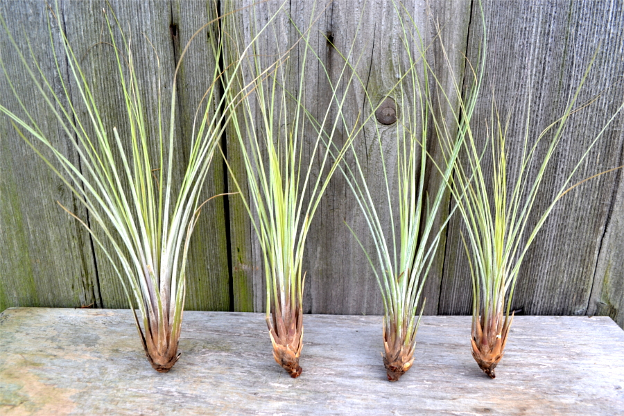 UNIKAT Wysoka Tillandsia Juncifolia epifit oplątwa