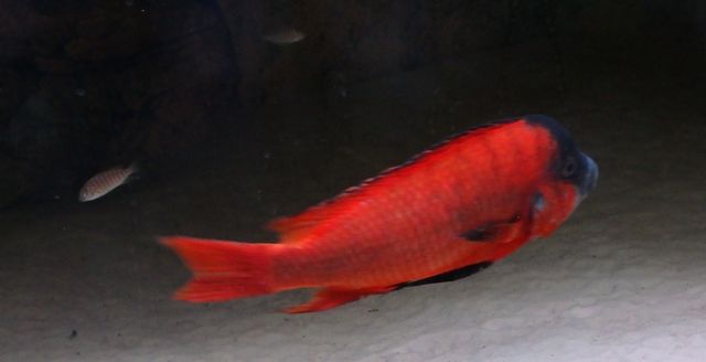 PETROCHROMIS RED BULU POINT