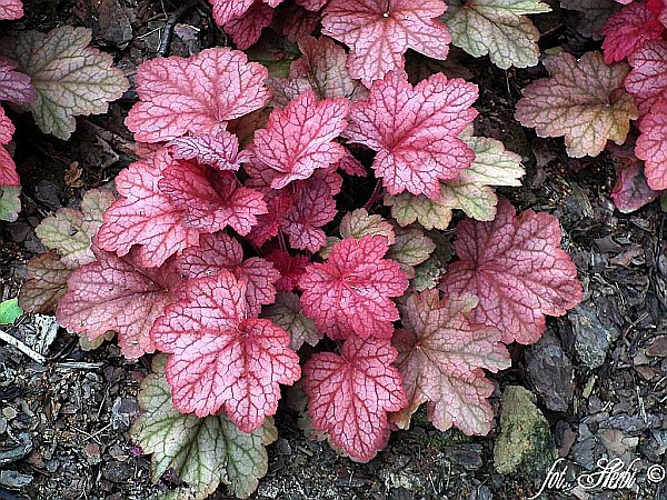 Żurawka ogrodowa (Heuchera hybrida)