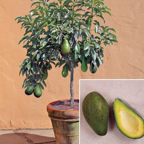 AWOKADO SADONKA 30CM
