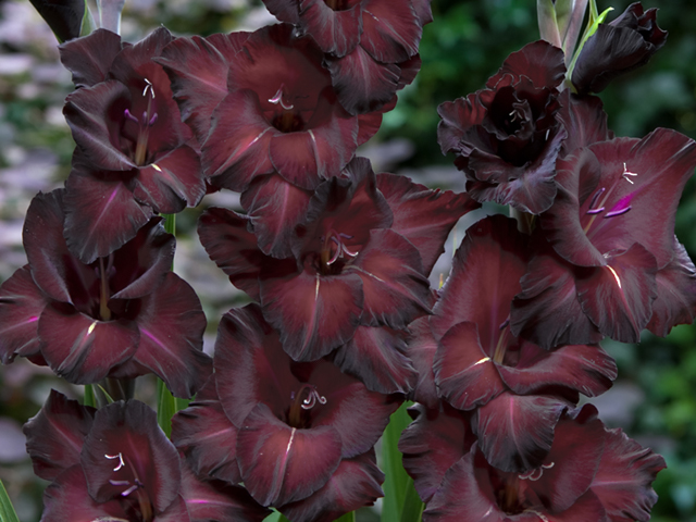 GLADIOLUS MIECZYK CZARNY 5 szt. rozm. 10/+