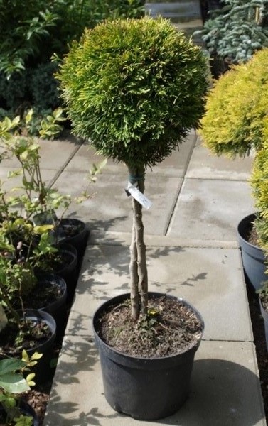 Tuja Thuja forma kórnik kulka na nodze