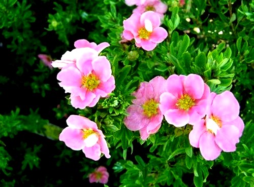 Pięciornik krzewiasty Lovely Pink - róż C1,5 20-40