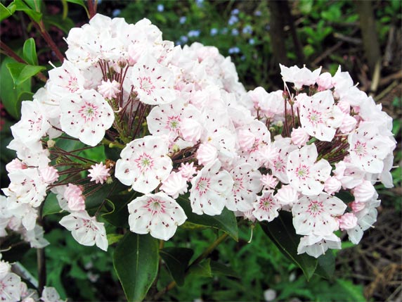 Kalmia szerokolistna - Vanilla Cream
