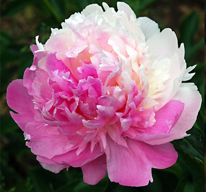 PIWONIA PAEONIA MR ED niewiarygodna CIEKAWOSTKA