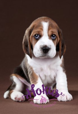 Opłatek prostokątny MAŁY BEAGLE