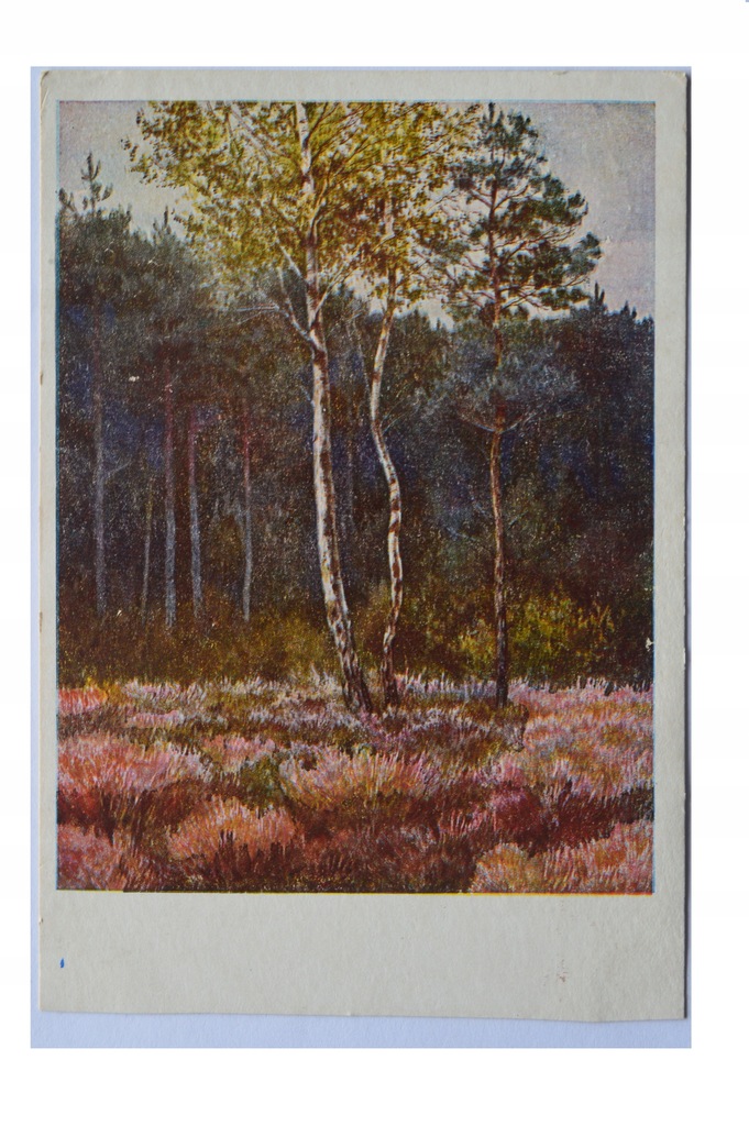 JÓZEF RAPACKI - LAS