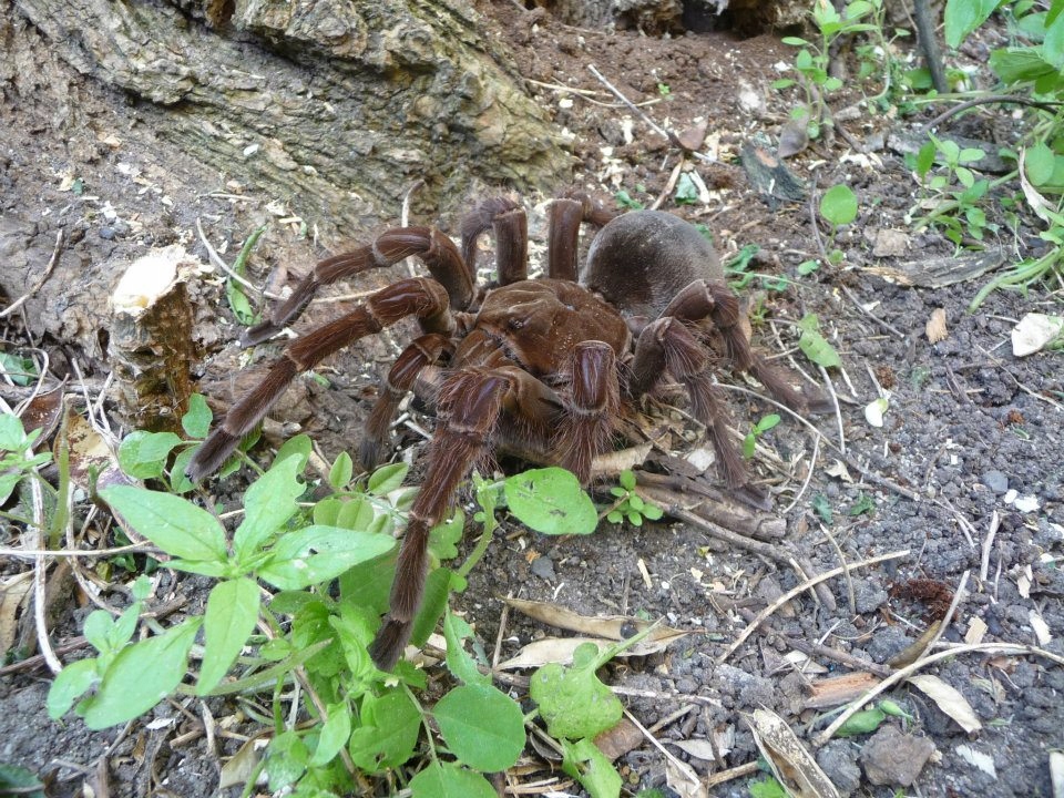 Theraphosa blondi L1/2 Pokolenie F1.