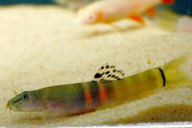 Schistura balteata / Bocja Sumo Loach . CETARIUS