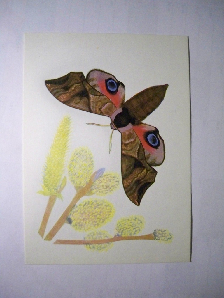 Nastrosz pawik... motyl nocny.