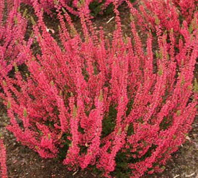 Wrzos pąkowy (calluna vulgaris) ATHENE licencja