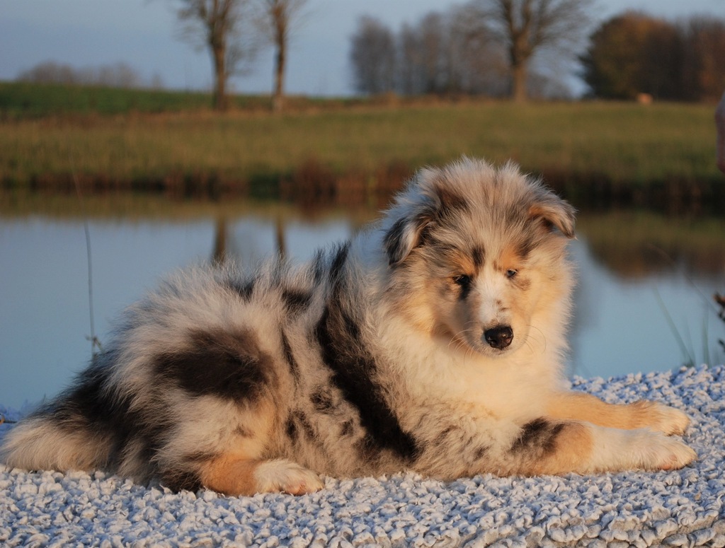 Owczarek szkocki - śliczny piesek blue-merle.