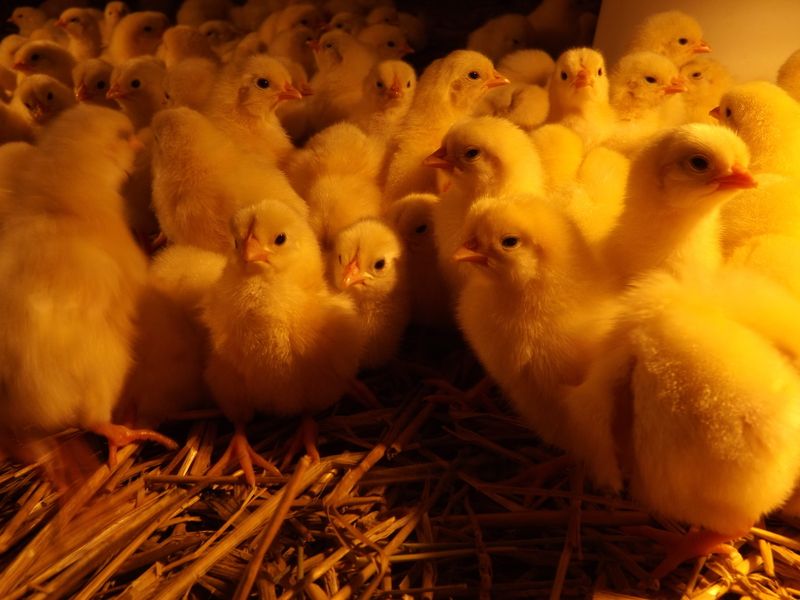Kury LEGHORN  odchowane 13 tyg białe + ROSA