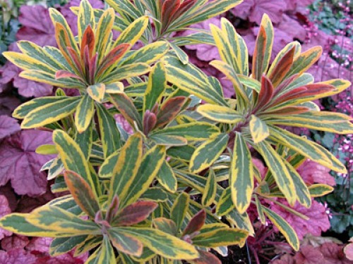 Wilczomlecz ASCOT RAINBOW Euphorbia martinii P9
