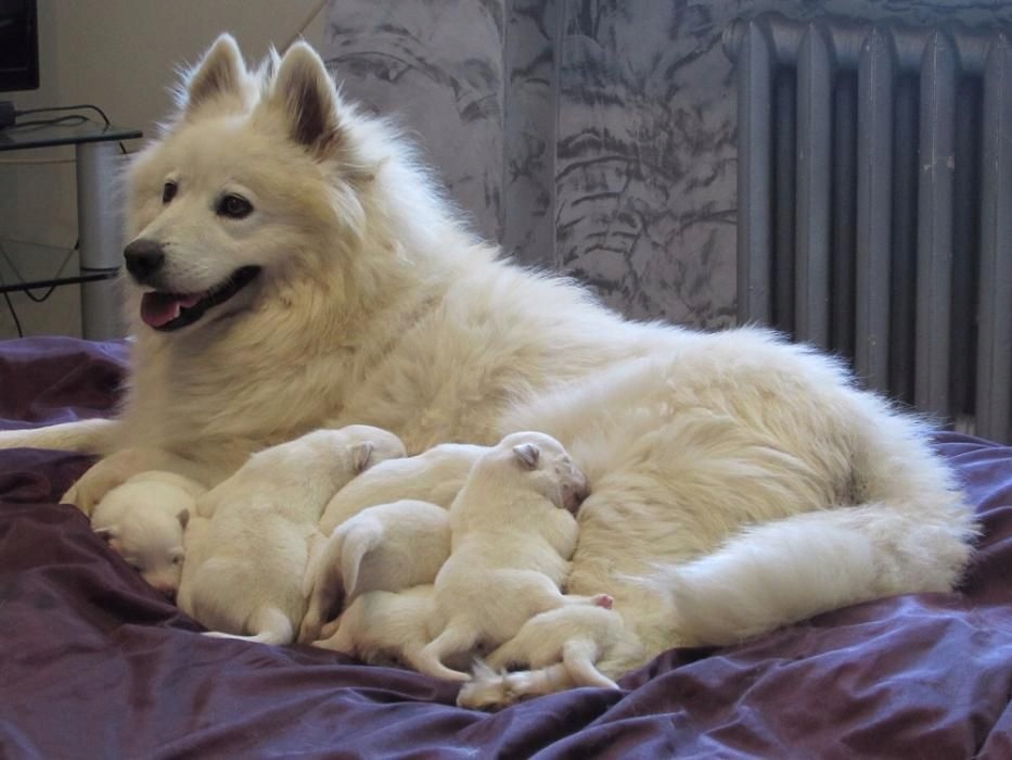 Samoyed szczenięta-wolny ostatni piesek.