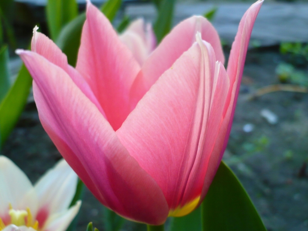 TULIPANY - TULIPAN POJEDYNCZY WCZESNY AAFKE 5szt - 7418639069 ...