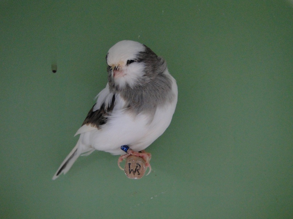 Kanarek - GLOSTER sprzedam !!