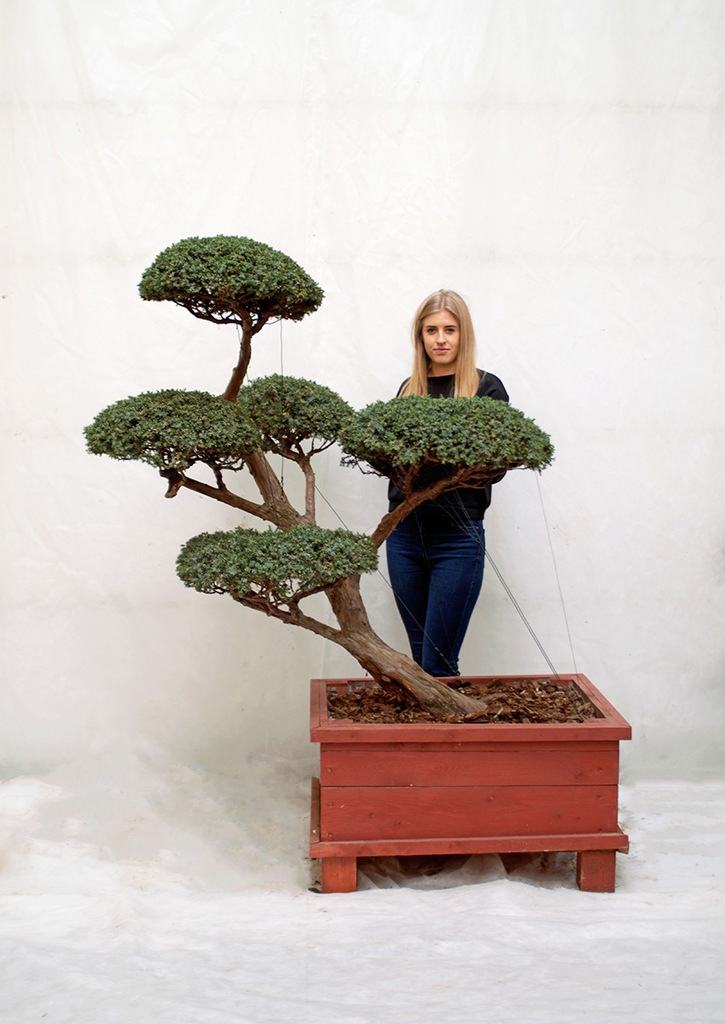 drzewko bonsai do ogrodu