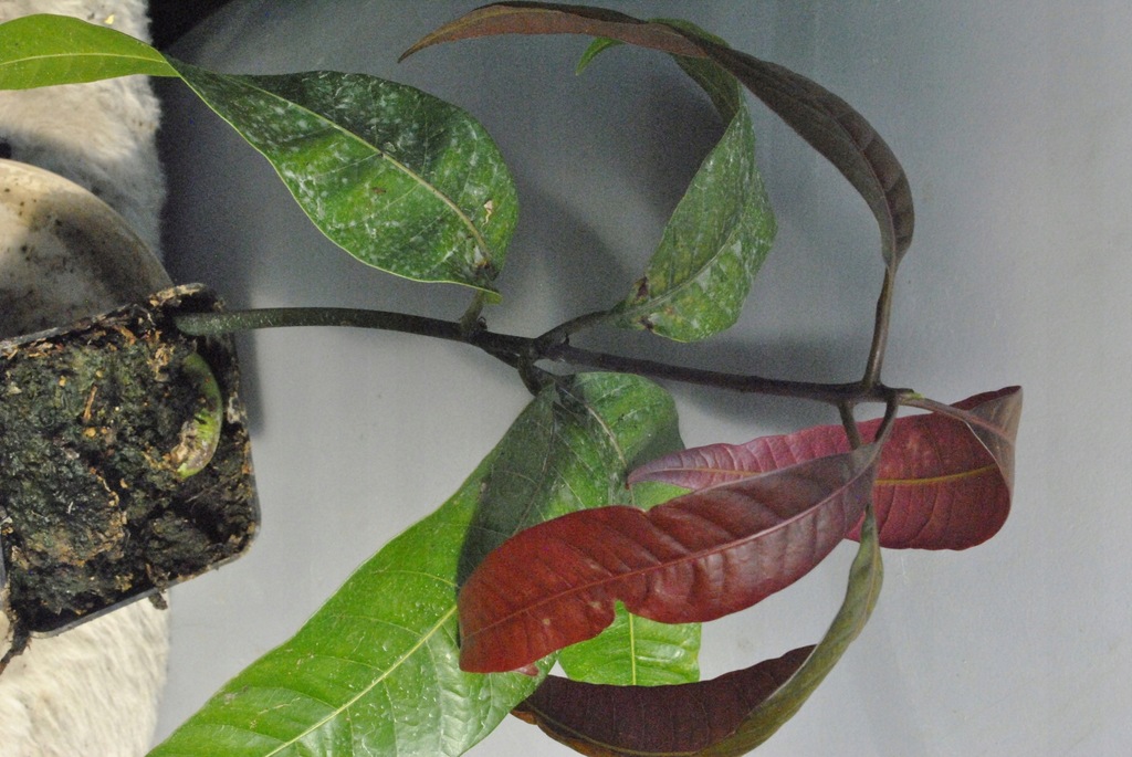 Mango indyjskie (Mangifera indica), sadzonka