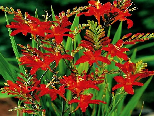 KROKOSMIA CYNOBRÓWKA RED KING 5 szt + GRATIS *B