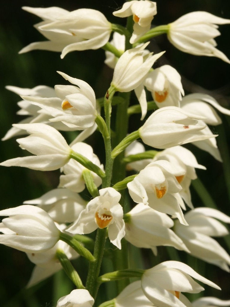 Cephalanthera buławnik rzadkość dla kolekcjonera 