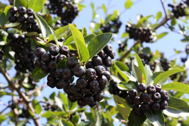 Aronia czarnoowocowa Sadzonka krzaczasta PRODUCENT