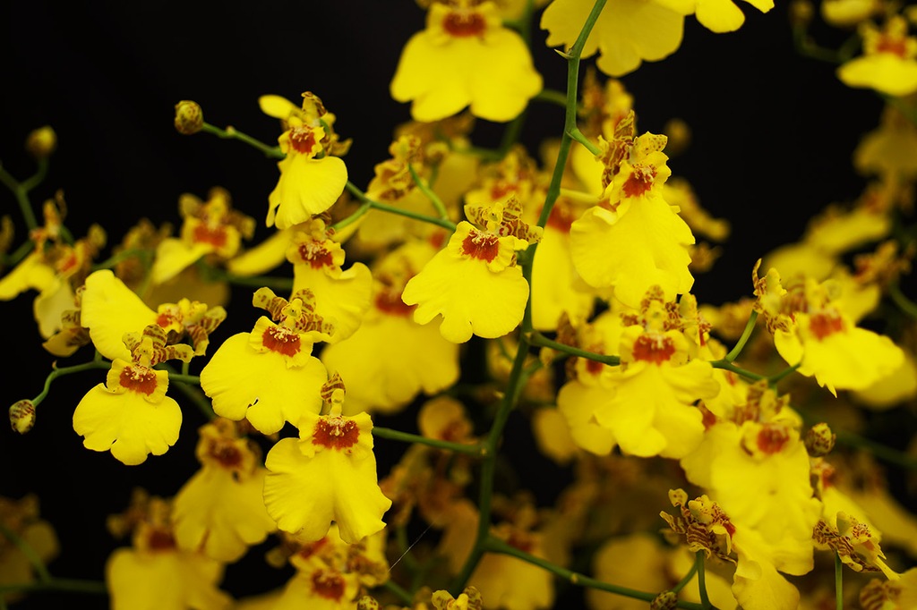 Storczyk ORCHIDEA ONCIDIUM FLEXUOSUM