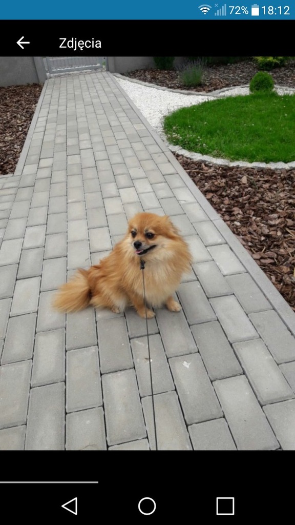 Szpic miniaturowy pomeranian suczka
