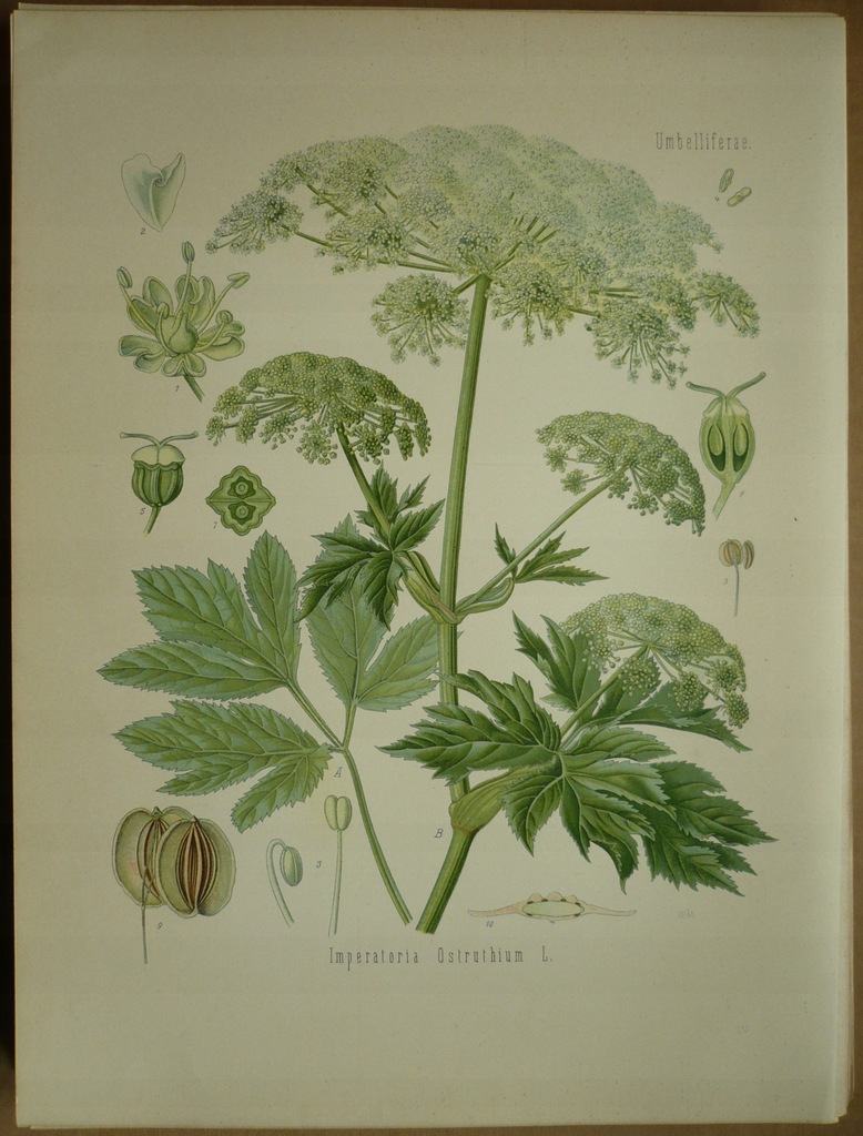 gorysz miarz lekarska, oryg. 1882