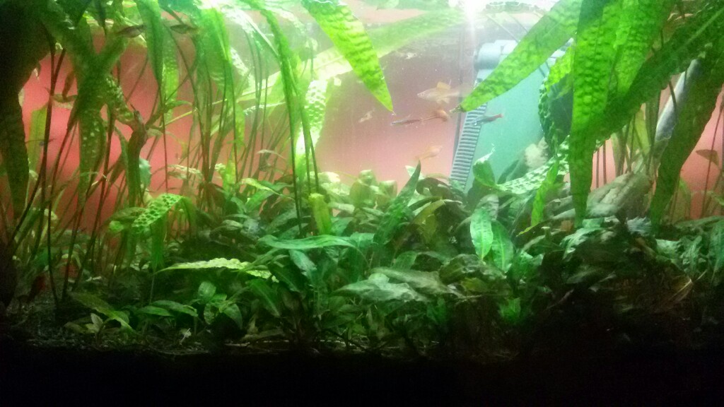 kryptokoryna karbowana cryptocoryne