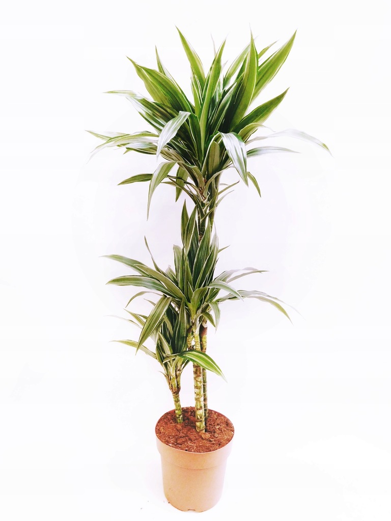DRACENA WARNECKI 115cm